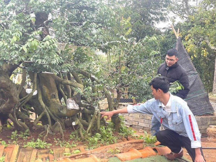 Theo anh Duy, trước đó, cây khế này bị sét đánh bật gốc, ngã xuống và có thế đổ như bây giờ. Khi đưa cây khế về tỷ lệ sống của cây 30-40% . Sau 4 năm chăm sóc, cây khế như được hồi sinh.