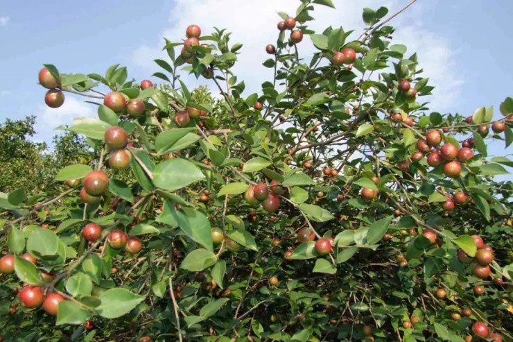 Quả dại ép ra “vàng lỏng” giá hơn nửa triệu/kg, ở Việt Nam có nhưng không phải ai cũng biết - 1