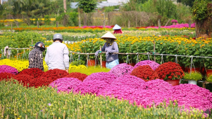 Vụ hoa Tết Nguyên đán năm nay, làng hoa Phó Thọ - Bà Bộ (quận Bình Thủy, TP. Cần Thơ) xuống giống gần 190.000 giỏ hoa các loại để phục vụ thị trường Tết. Đây là làng hoa truyền thống có tuổi đời 100 năm.