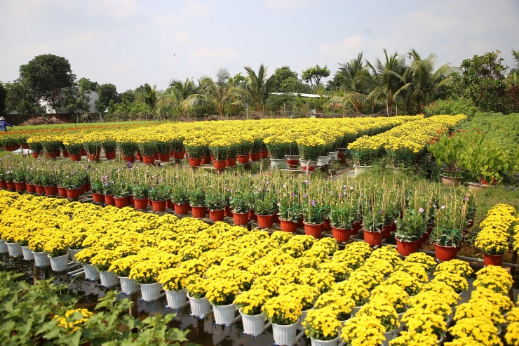 Nhìn chung giá hoa Tết năm nay bình ổn, đa dạng về kích cỡ, chủng loại để người tiêu dùng dễ dàng lựa chọn. Ảnh: Nhật Huy.