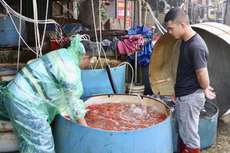 Nhộn nhịp chợ cá vàng tiễn ông Công ông Táo về trời - 2