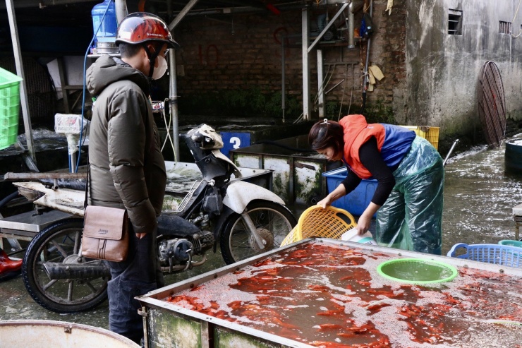 Nhộn nhịp chợ cá vàng tiễn ông Công ông Táo về trời - 4