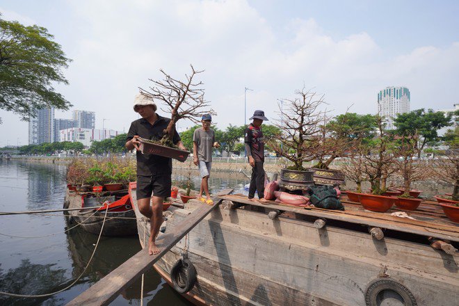 Các nhà vườn cho biết từ hôm 18 tháng Chạp đã đi đường sông với 10 tiếng vận chuyển cây kiểng từ miền Tây lên Bến Bình Đông bán dịp Tết.