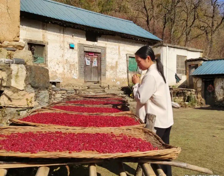 Quả dại bỗng hóa “vàng đỏ”, phơi khô bán là nhẹ nhàng thu tiền đầy tay - 4