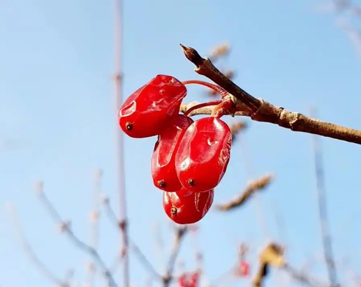 Quả dại bỗng hóa “vàng đỏ”, phơi khô bán là nhẹ nhàng thu tiền đầy tay - 5