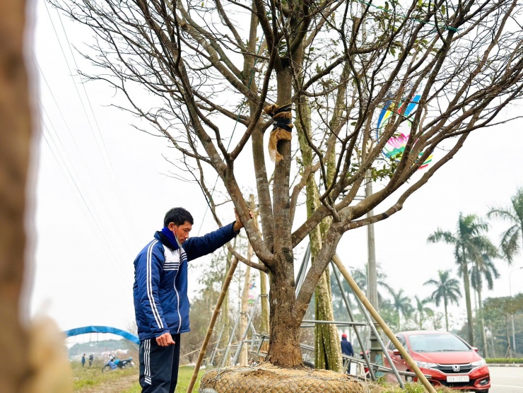 Đường Xô Viết Nghệ Tĩnh (thành phố Hà Tĩnh) ngập tràn hoa, cây cảnh bán phục vụ nhu cầu thị trường dịp Tết Nguyên đán. Tại con đường này, những gốc mai cổ thụ từ 50-70 năm tuổi được tiểu thương đưa ra để bán trong dịp Tết.