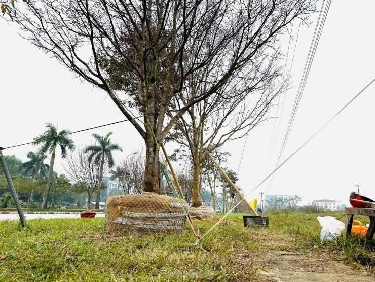 “Trong 3 gốc đưa ra bán đây, giá mỗi gốc khoảng 200 triệu. Năm nay do thời tiết không thuận lợi, tôi cũng nóng lòng vì mai nở muộn hơn, nếu nhìn mắt thường hiện tại chưa thể hiện được hết vẻ đẹp của những gốc cây mai này. Nhưng cũng mong sẽ có khách mua trong dịp Tết năm nay”, ông Khẩn nói.