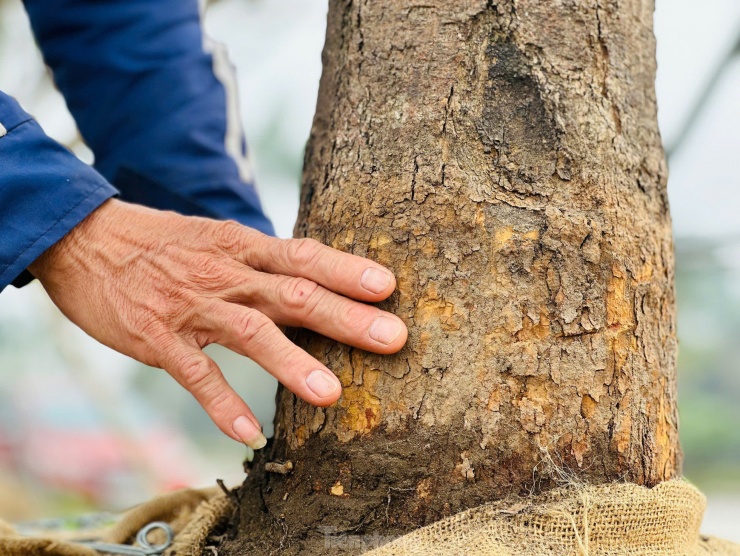 Ngắm những cây mai cổ thụ được ra giá 200 triệu đồng - 7