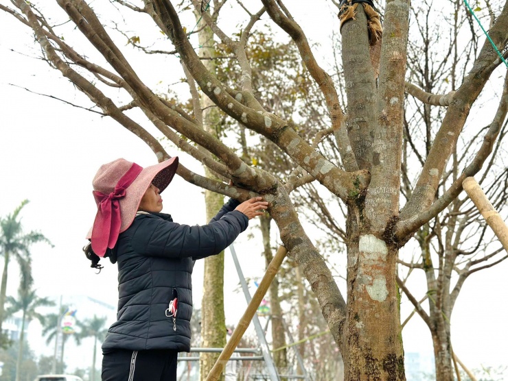 Người bán mai cho hay, để đánh giá cây mai cổ thụ đẹp, phải dựa vào nhiều yếu tố như độ tuổi của cây, thế cây. Đặc biệt cây càng có tuổi thọ cao càng giá trị.