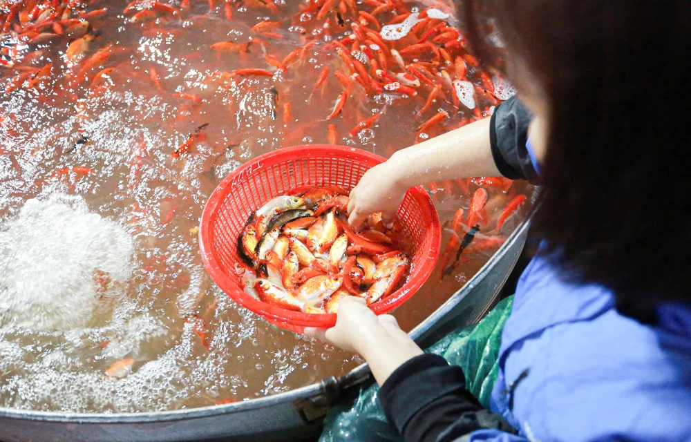 “Sản lượng cá giảm vì vậy giá cá vàng tăng lên rất cao khiến những người buôn bán như chúng tôi rất lo lắng do sợ nhập về mà không bán được thì coi như mất Tết”, Chị Trang nói.