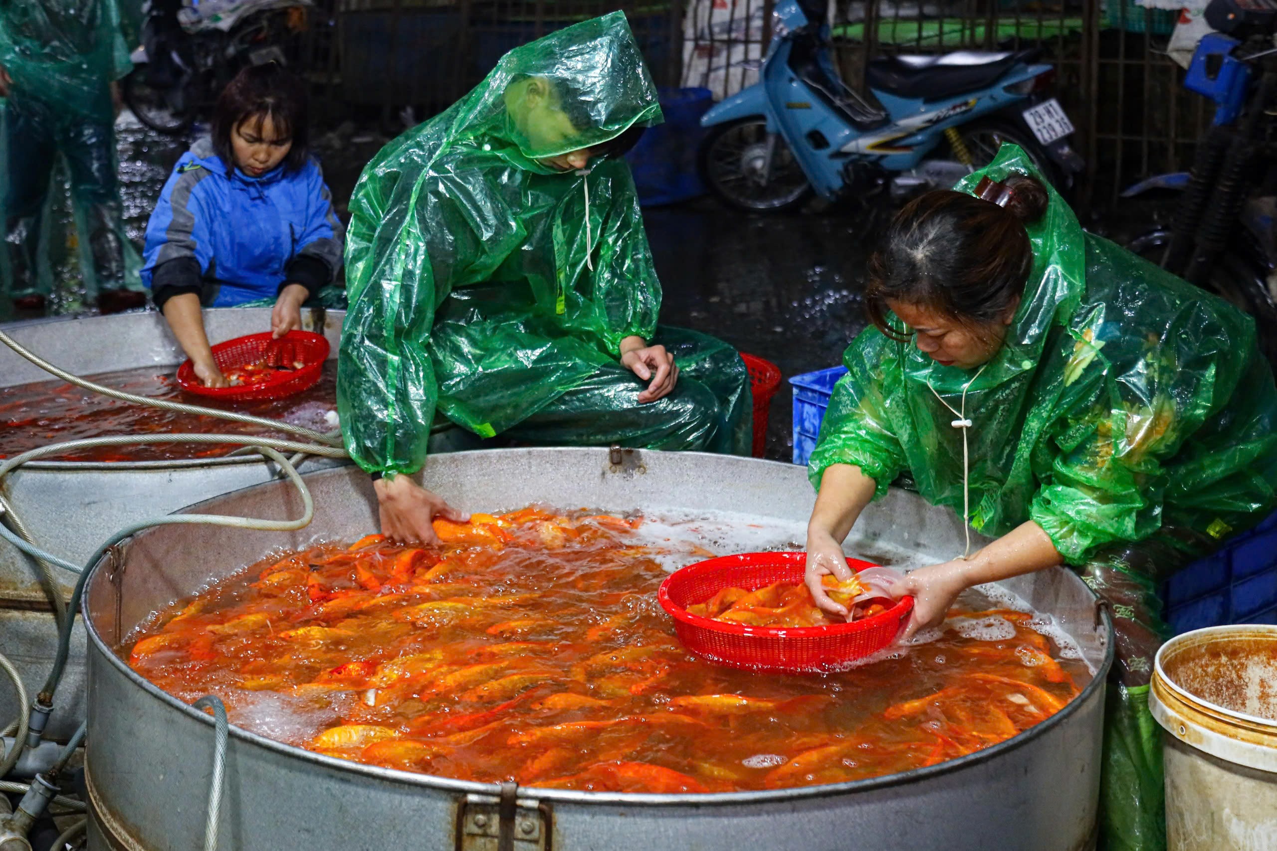 &nbsp;“Nếu không được bán hết trong ngày ông Công ông Táo, số cá còn lại sẽ được bán cho các đầu mối có nhu cầu với giá rẻ như cho, chỉ 10 nghìn đồng/kg”, anh Hiếu nói.