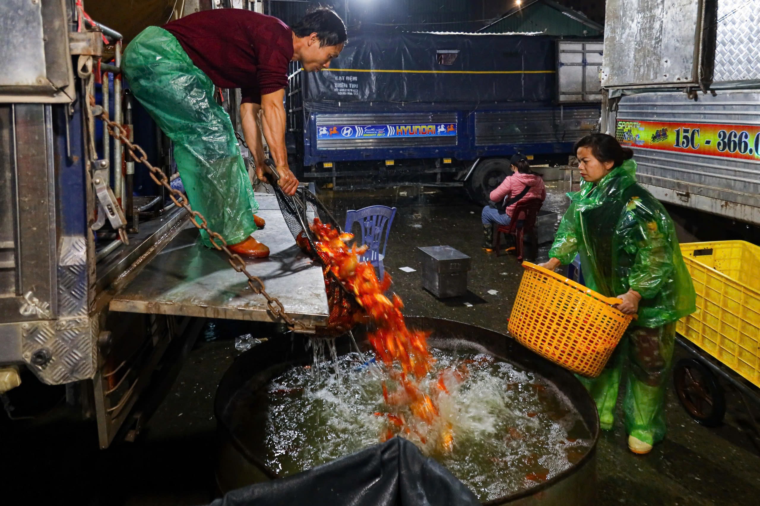 Từ tiểu thương, lái buôn đến người buôn bán “thời vụ” cũng tìm đến đây để mua cá chép.