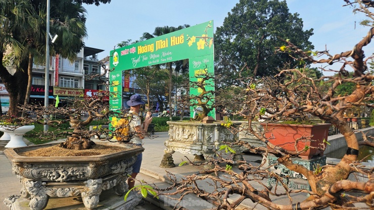 Theo Ban tổ chức ngày hội Hoàng mai Huế 2025, hoạt động này là một trong những điểm nhấn mở đầu cho chuỗi các sự kiện lễ hội mùa Xuân trong khuôn khổ Festival Huế 4 mùa.