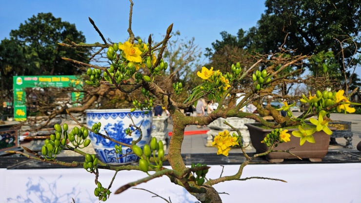 Tham gia ngày hội, anh Trương Công Huy (40 tuổi, chủ một nhà vườn ở Huế) chia sẻ, mai Huế có nét đẹp riêng biệt so với những dòng mai khác trong cả nước. Các tác phẩm Hoàng mai dự hội đều có thông tin nguồn gốc và chủ sở hữu cây rõ ràng.