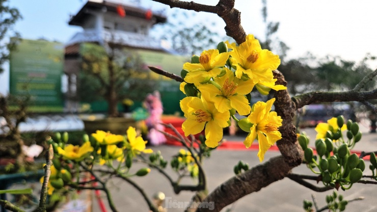 Theo anh Huy, mai vàng Huế có lộc xanh, cành lộc dày, hoa có cuống ngắn, 5 cánh màu vàng đậm, viền lượn sóng, mặt phẳng, các cánh xếp khít nhau, hương thơm dịu nhẹ. Đây là đặc tính trực quan của Hoàng mai Huế, dùng để phân biệt các loại mai khác. Đây là một loài cây cảnh đặc trưng của vùng đất Cố đô, nổi tiếng với sắc hoa vàng rực rỡ và hương thơm dịu nhẹ. Thú chơi Hoàng mai từ lâu đã trở thành một nét văn hóa tao nhã, thể hiện sự tinh tế và kiên nhẫn của người dân xứ Huế.