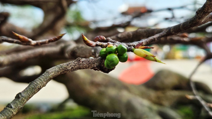 Thú chơi Hoàng mai Huế vừa thể hiện sự đam mê cây cảnh, đồng thời phản ánh nét văn hóa đặc trưng của người dân Cố đô. Sự kỳ công trong chăm sóc và trân trọng Hoàng mai góp phần giữ gìn, phát huy giá trị văn hóa truyền thống và tạo nên một biểu tượng sắc xuân độc đáo cho vùng đất Huế.