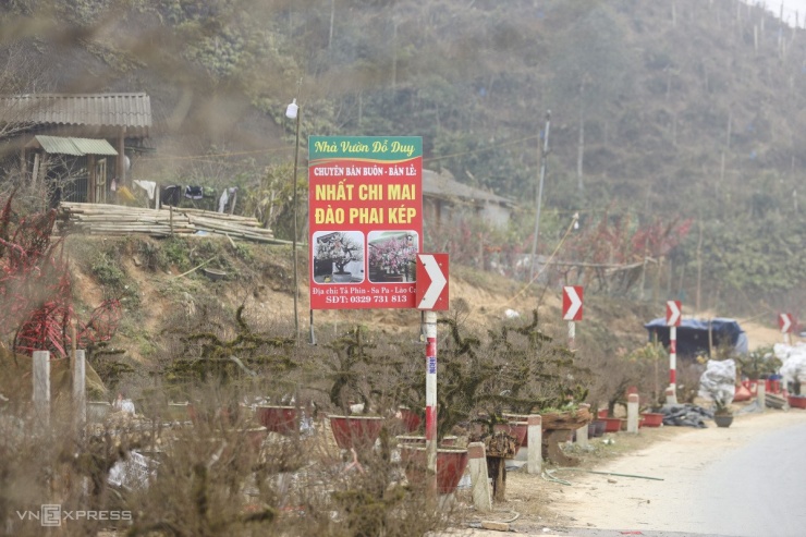 Cách trung tâm thị xã Sa Pa khoảng 17 km về hướng đông bắc, Tả Phìn là nơi trồng nhất chi mai nhiều nhất thị xã Sa Pa. Những ngày này, khắp các tuyến đường quanh xã người dân đưa hoa ra bên đường bán, xe tải từ khắp nơi đến chở cây về xuôi tiêu thụ.