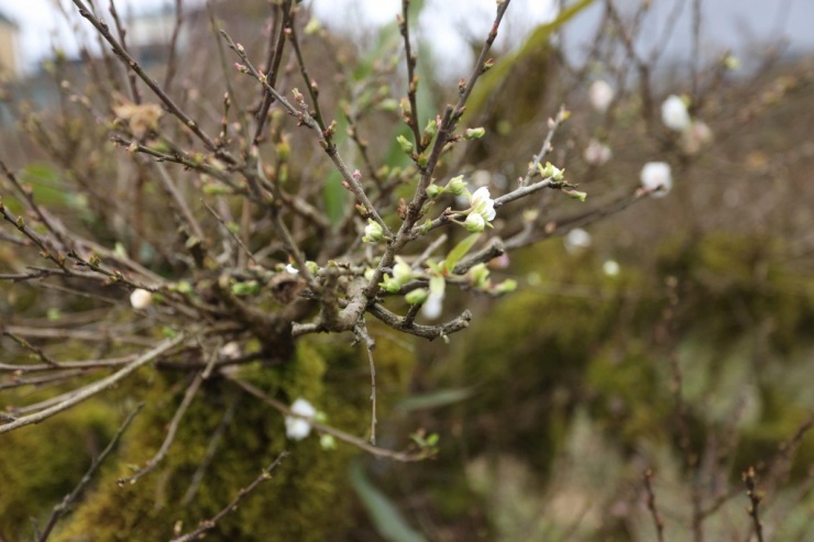 Nhất chi mai hay còn gọi là bạch mai, hàn mai, là loại hoa thuộc họ Rosaceae. Nụ nhất chi mai thường có màu hồng pha sắc trắng, khi nở thì có màu trắng hoặc trắng pha hồng nhạt. Từ lúc hoa nở đến lúc tàn khoảng 1-2 tháng.