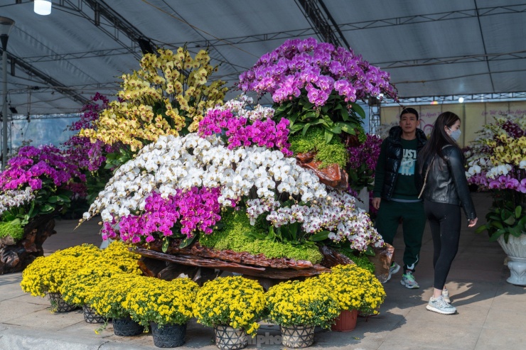 Cây lan này có giá khoảng 300 triệu được người dân tham quan chú ý. Chủ vườn lan cho biết đã xếp chồng lên thân cây gỗ lũa khoảng 600 cây lan chia làm 6 loại khác nhau.