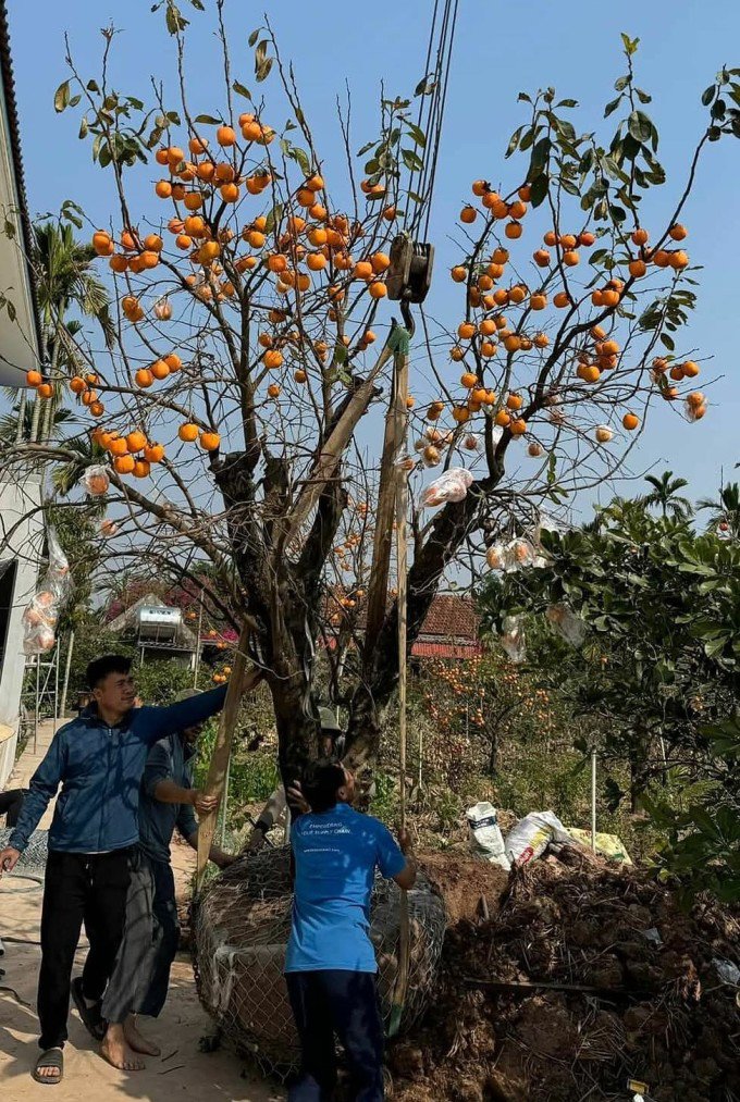 Một cây hồng cổ Hải Hậu chuẩn bị giao cho khách. Ảnh:Trần Anh