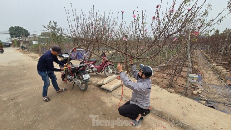 Nhờ nỗ lực “cứu cây”, các nhà vườn khẳng định thị trường vẫn đáp ứng đủ nhu cầu, tuy nhiên mức giá sẽ nhỉnh hơn so với mọi năm vì số lượng cung ứng ra thị trường có phần nào bị hạn chế.