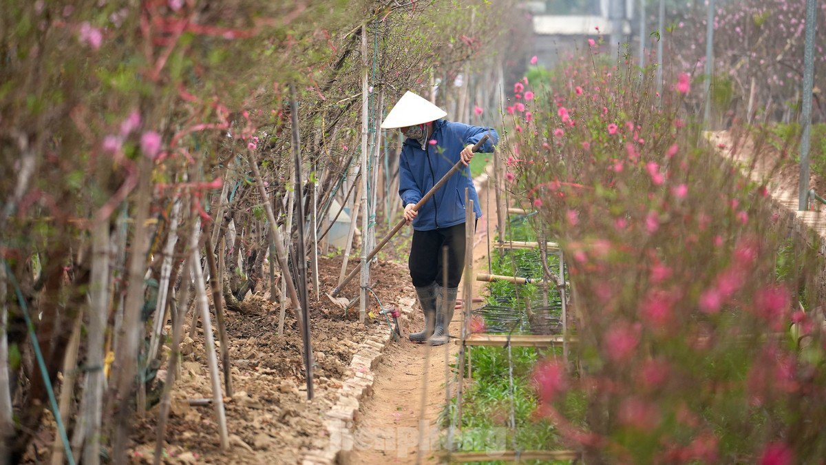 Hà Nội: Đào Nhật Tân tăng giá mạnh, chi tiền triệu vẫn khó mua - 14