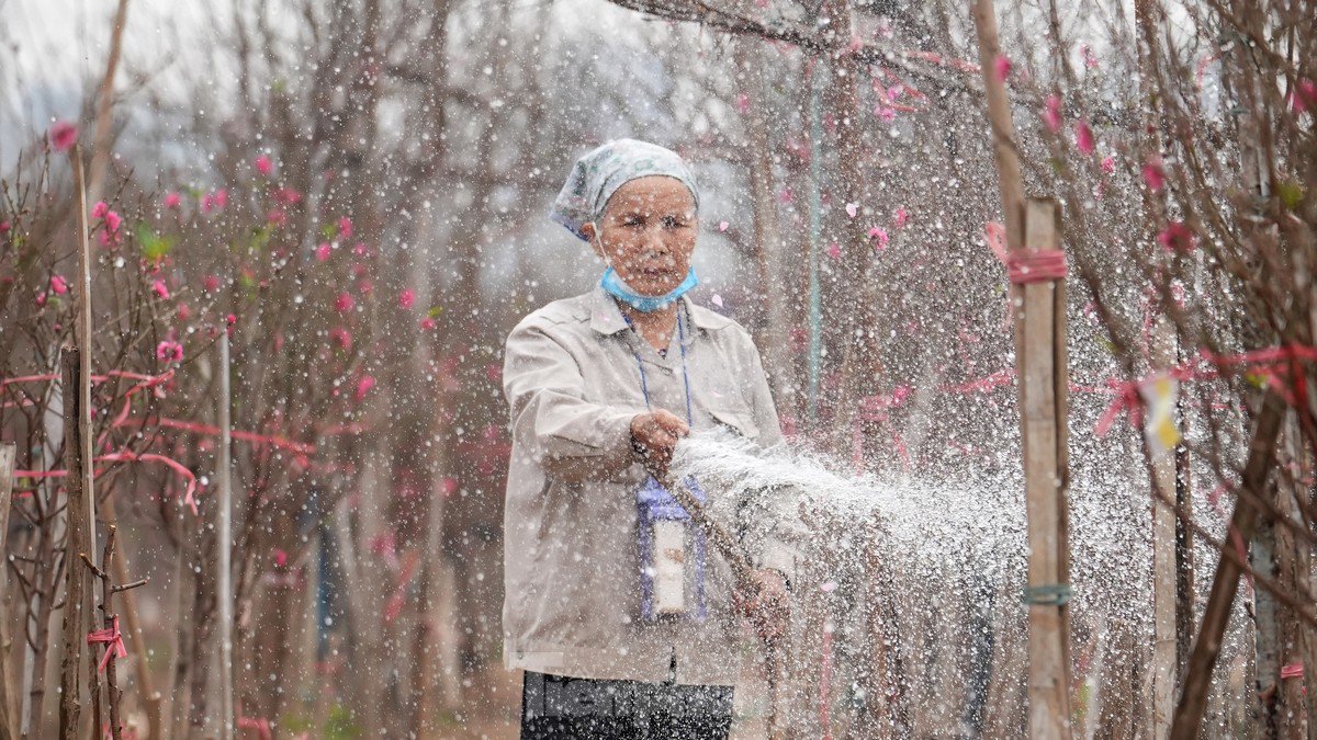 Hiện các chủ vườn vẫn tiếp tục tưới nước, phun phòng nấm, giữ nụ chờ đến Tết Nguyên đán. Thời tiết ấm dần khiến nhiều gốc đào ra hoa sớm.