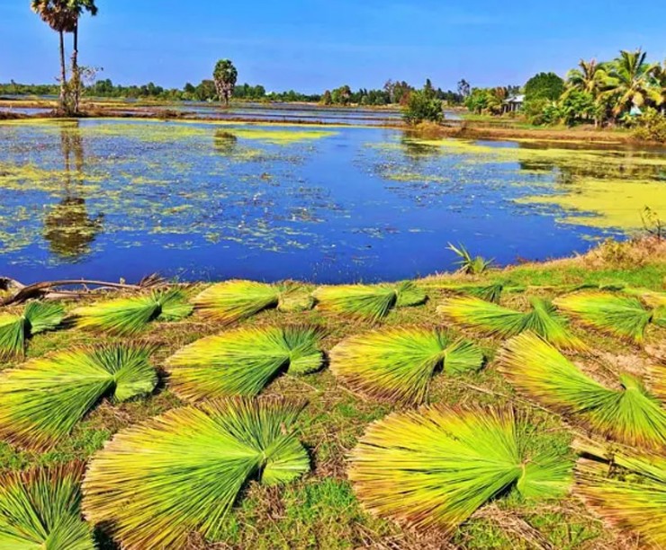 Nhờ trồng cỏ bàng, nhiều hộ dân có thu nhập hàng trăm triệu mỗi năm.
