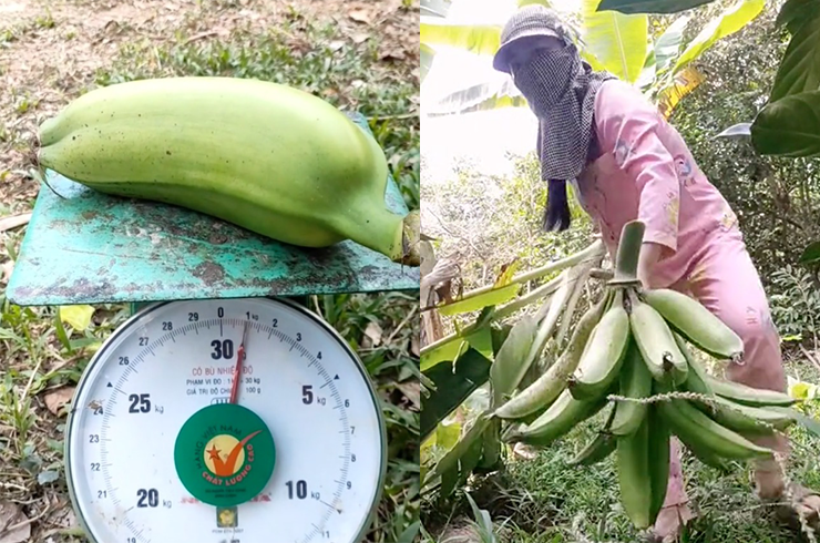 Một buồng chuối tá quạ thường&nbsp;chỉ có 1 – 2 nải, mỗi nải nhiều lắm cũng&nbsp;chỉ có khoảng 10 trái.
