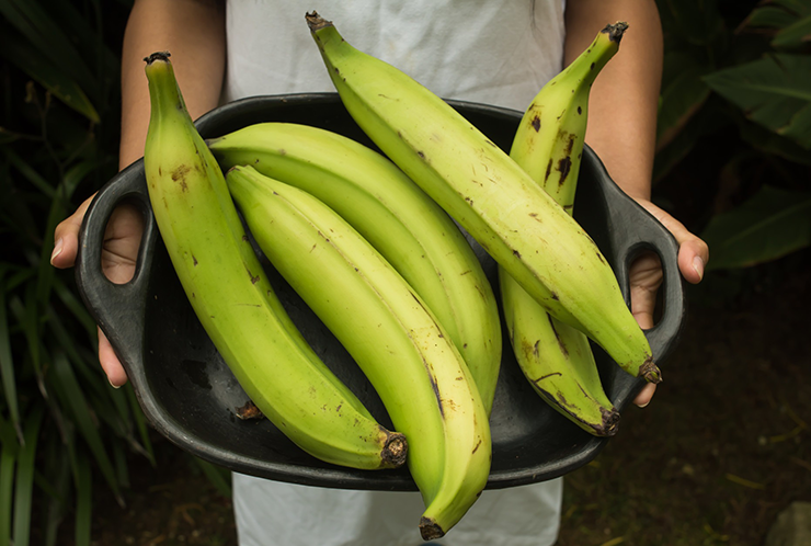 Chuối tá quạ có trọng lượng trung bình khoảng 300 – 400 gram/quả, quả to hơn khoảng 500 – 600gram, cá biệt có những quả &#34;khủng&#34;&nbsp;đạt trọng lượng đến hơn 1kg/quả.
