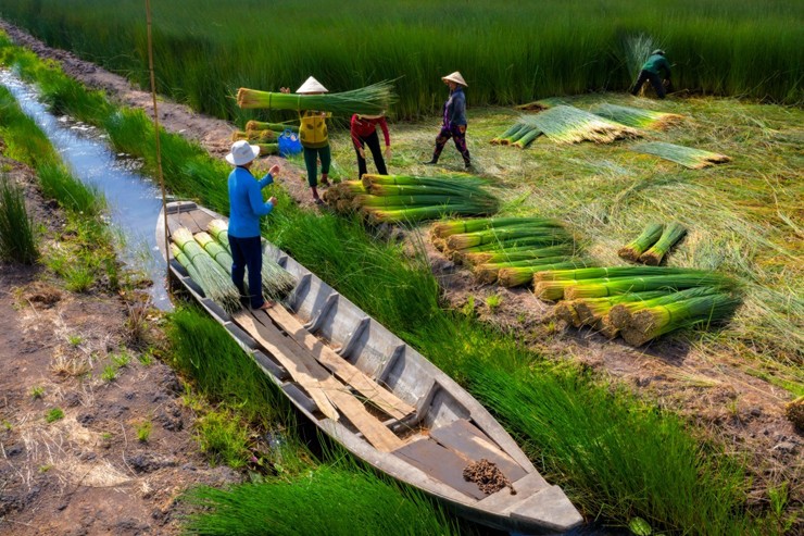 Hiện nay, cây cỏ bàng đợc dùng để làm ly đựng bút, rổ đựng trái cây, giỏ đựng bình giữ nhiệt, giỏ rác, khay quà, đèn trang trí và nhiều sản phẩm nội thất.
