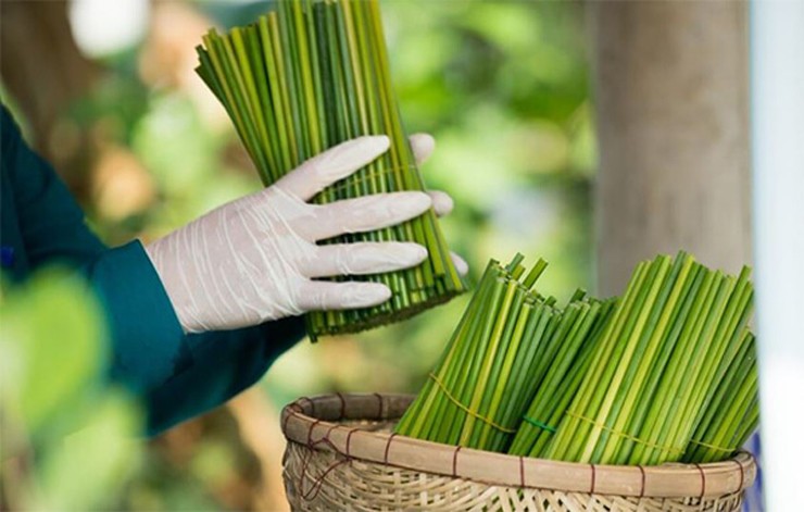 Ngoài ra, cỏ bàng được sáng tạo thành nhiều sản phẩm thời trang đẹp mắt như ví cầm tay, mũ, nón cao cấp, túi xách... hay các loại ống hút tự nhiên thay vì ống hụt nhựa.
