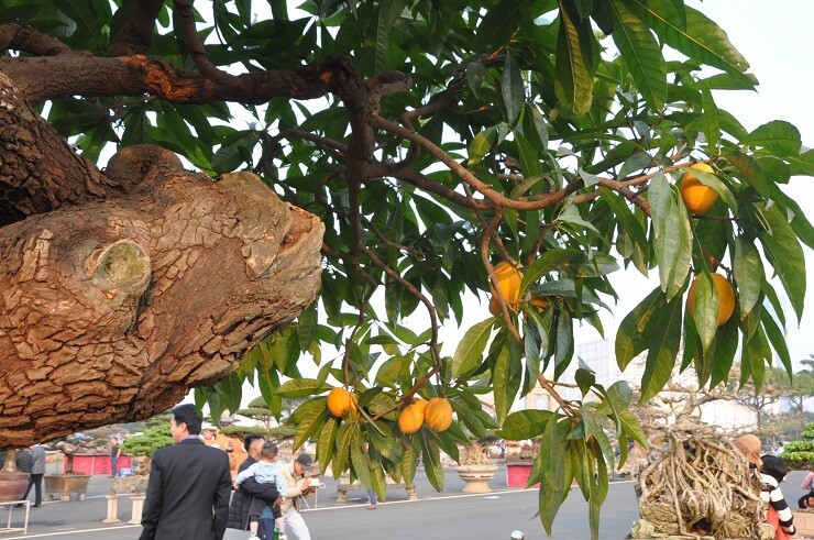 Với dáng vẻ độc đáo và khả năng uốn lượn nghệ thuật, cây bonsai trứng gà mang lại sự hài hòa cho không gian sống. Theo phong thủy, loại cây này được coi là biểu tượng của tài lộc và thịnh vượng, giúp gia chủ thu hút may mắn, mang đến sự ấm no và hạnh phúc.
