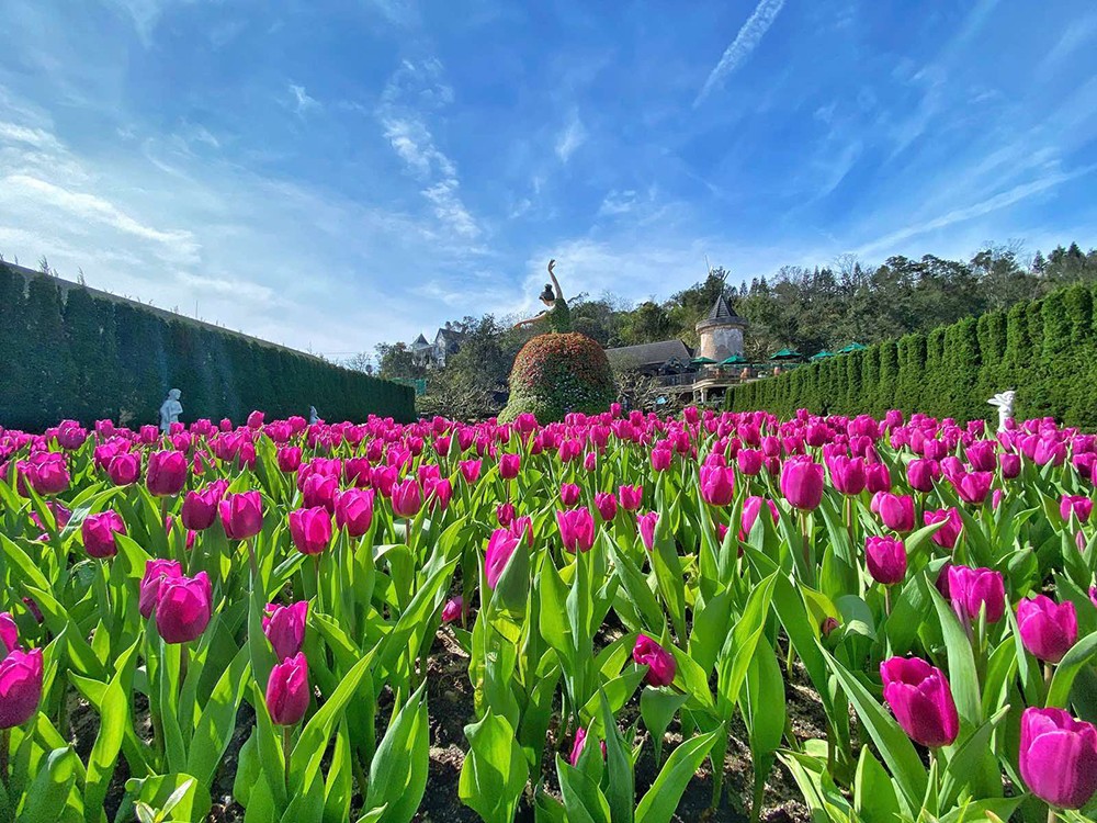 Thưởng ngoạn hàng nghìn bông tulip quý hiếm trên đỉnh Bà Nà dịp Tết Nguyên đán - 1