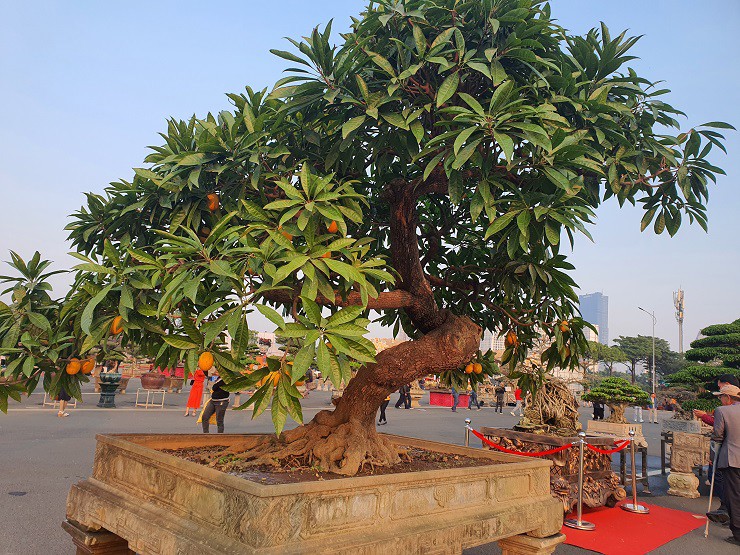 Ngoài ra, ông Lê Văn Dũng (ở Thái Nguyên) cũng sở hữu một chậu bonsai cây trứng gà có dáng thế vô cùng lạ. Ông từng mua với giá 100 triệu đồng, hiện nó thu hút sự chú ý của giới chơi cây nhưng ông chưa đồng ý bán.
