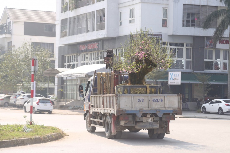 Đối với những cây đào "khủng", quá trình vận chuyển sẽ gặp nhiều khó khăn hơn.