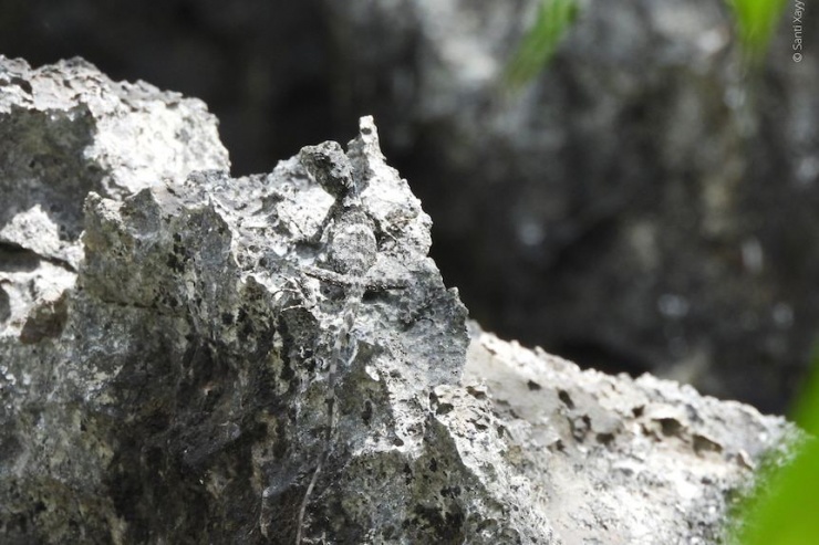 Thằn lằn rồng Laodracon carsticola rất khó phát hiện trên đá vôi. Ảnh: WWF