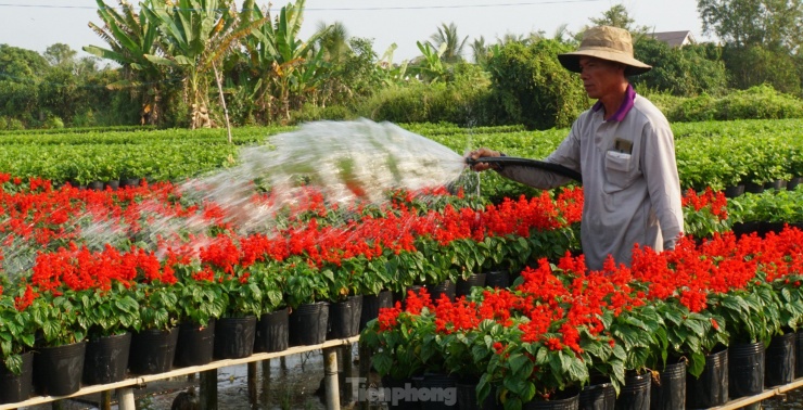 Làng hoa Sa Đéc đẹp rực rỡ, hút khách &#39;check - in&#39; ngày Tết - 8