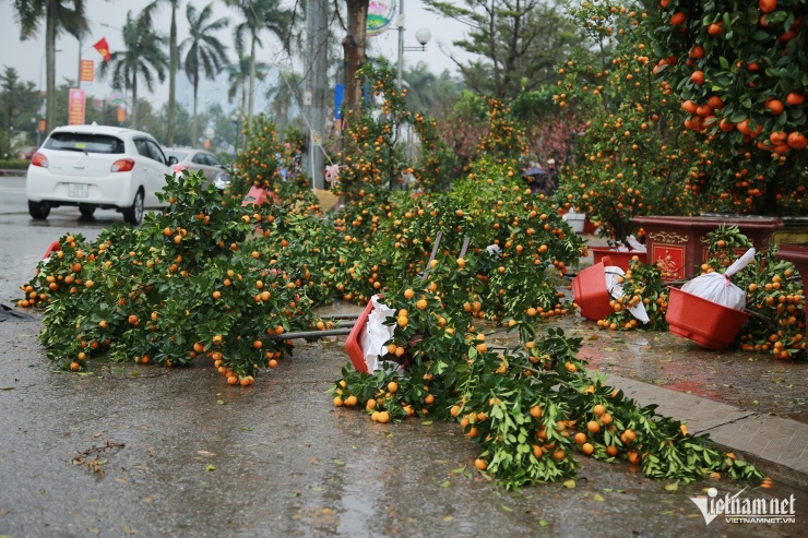 Đường Xô Viết Nghệ Tĩnh (phường Nguyễn Du) là điểm bán cây cảnh lớn nhất thành phố Hà Tĩnh. Tuy nhiên, những ngày qua, sức mua tại điểm bán này chậm hơn so với các năm trước. Ảnh: T.L