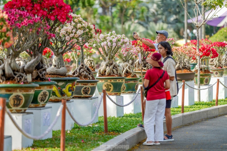 Khu vực trưng bày hoa sứ năm nay đặc biệt thu hút du khách vì có nhiều giống hoa lạ được lai tạo.