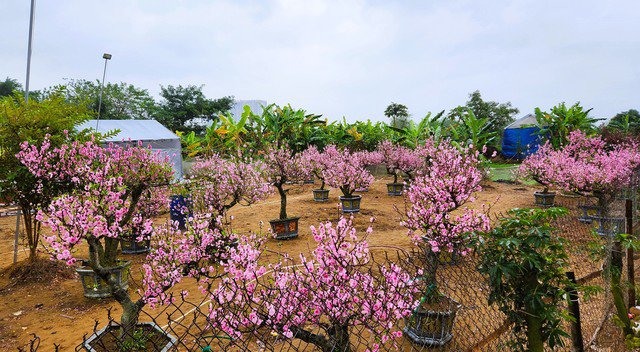 Một nhà vườn nhập hàng trăm gốc đào Mộc Châu (Sơn La), giờ đào bung nở hết khiến nhà vườn phải "cắn răng" xả lỗ