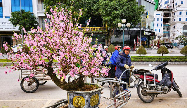 Cây đào này khi mới về chợ Tết có giá cho thuê từ 8-10 triệu đồng, nhưng giờ nhà vườn chỉ cho thuê 3 triệu đồng