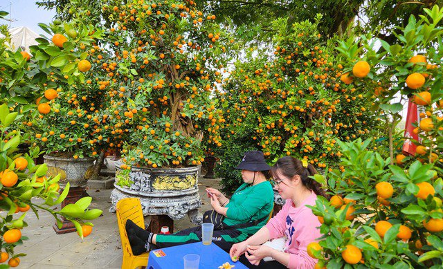 Tiểu thương bán quất cảnh, quất thế cũng trong tình cảnh tương tự