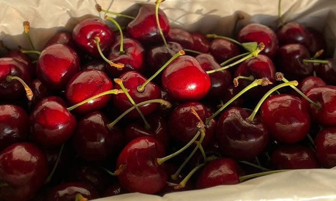 Cherry New Zealand được nhập về Việt Nam. Ảnh: Thanh Yến