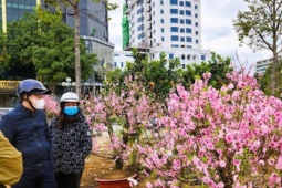 Đào bung nở khắp phố dưới mưa rét, tiểu thương "cắn răng" xả lỗ