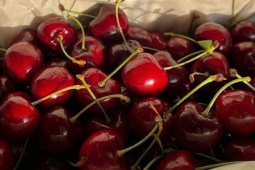 Gần 2 triệu đồng một kg cherry nhập khẩu cận Tết