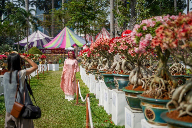 Mê mẩn ngắm loài hoa giống hệt hoa hồng tại Hội hoa xuân Tao Đàn - 16