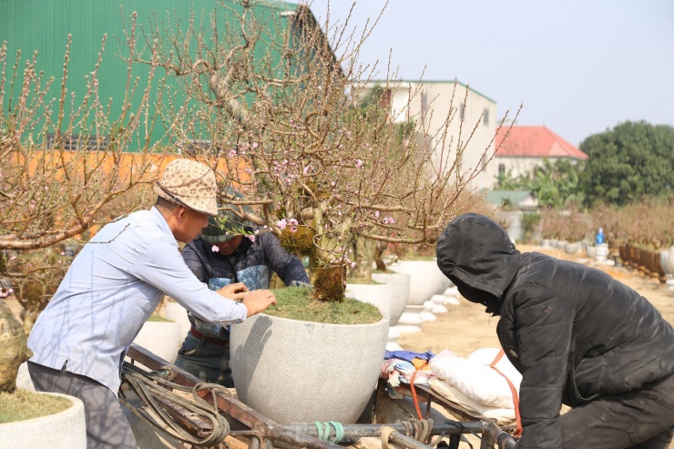 Phần lớn những người “vận chuyển” là những người lái xe ôm, đạp xích lô, phụ hồ… tranh thủ nửa tháng cận Tết đi chở thuê hoa, cây cảnh. Để kiếm được đơn hàng, họ thường phân chia nhau túc trực bên cạnh các điểm bán hoa Tết, sẵn sàng nhận đơn khi khách có nhu cầu.