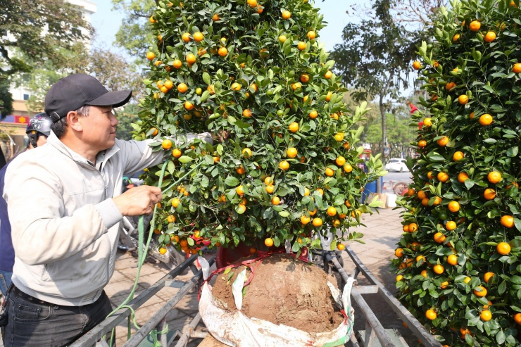 Đều đặn dịp cận Tết mỗi năm, ông Trần Văn Hùng (trú xã Nghi Trung, huyện Nghi Lộc) lại tất tả vào TP. Vinh trên chiếc xe thồ để vận chuyển cây cảnh thuê cho khách. Các năm trước, từ ngày cúng ông Công ông Táo, số lượng người thuê chở cây tăng cao, trung bình mỗi ngày ông Hùng nhận từ 7-10 chuyến. Nhưng năm nay, công việc trầm lắng hẳn.