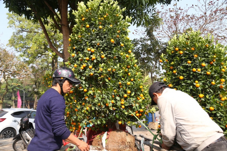 “Công việc chính của tôi là nghề nông, mỗi dịp Tết sắp đến thường vào Vinh để làm phụ nghề vận chuyển hoa cây cảnh. Các năm trước, những người làm nghề vận chuyển như chúng tôi làm không có thời gian nghỉ, ngày kiếm được hơn 1 triệu đồng là chuyện bình thường. Nhưng năm nay buồn lắm, khách đi mua hoa Tết ít nên chúng tôi cũng không có việc làm. Ngồi chờ đợi cả ngày chỉ chở được vài chuyến, trừ xăng xe thì cũng chỉ còn vài trăm nghìn”, ông Hùng chia sẻ.